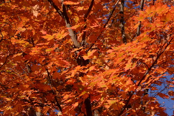 Brilliant orange autumn maple leaves