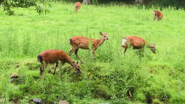 Hirsche laufen &uuml;ber einen Graben in idyllischer Landschaft
