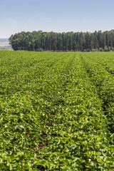 Fototapeta na wymiar Green cotton field