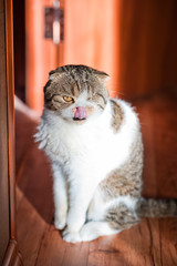 Very nice gray and white British shorthair cat. The cat is basking in the sun. The cat licked and yawned.