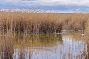 Slovenia, rushes in the Neusiedler See