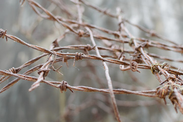 Barbed wire on fence