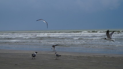 Seagulls at the beach