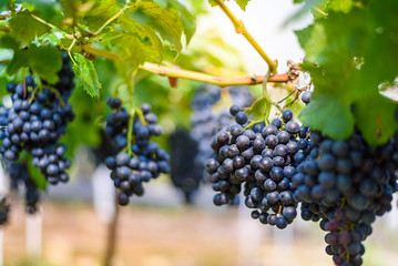 Fototapeta premium purple red grapes on the vine