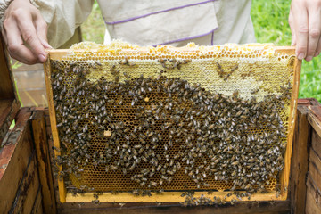 Beekeeper working with bees in beehive, showing the frame with  honeycombs