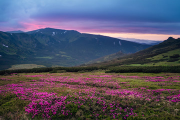 Obraz premium Beautiful mountain landscape with blossoming pink meadows of rhododendron flowers