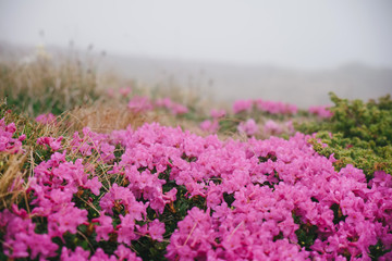 Blossoming rhododendron flowers in foggy mountain