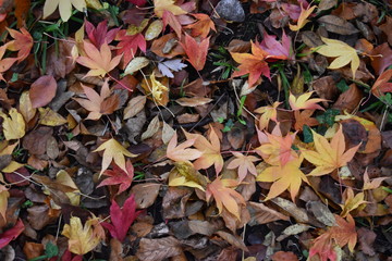 autumn leaf litter