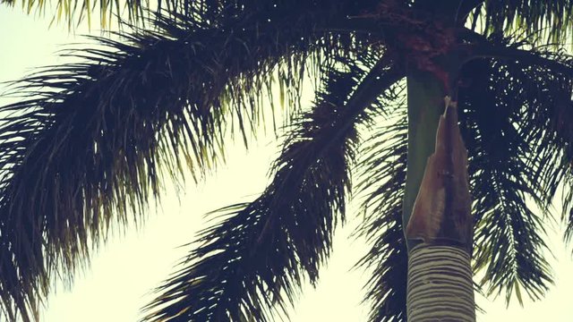 palm tree and hot summer weather