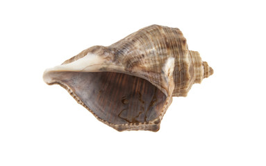 Seashell isolated on white background