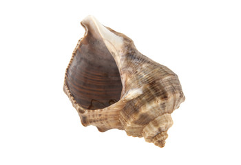 Seashell isolated on white background