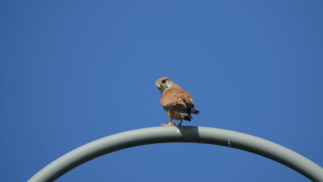 Turmfalke