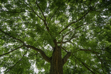 tree