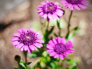 Obraz premium Kapmargeriten