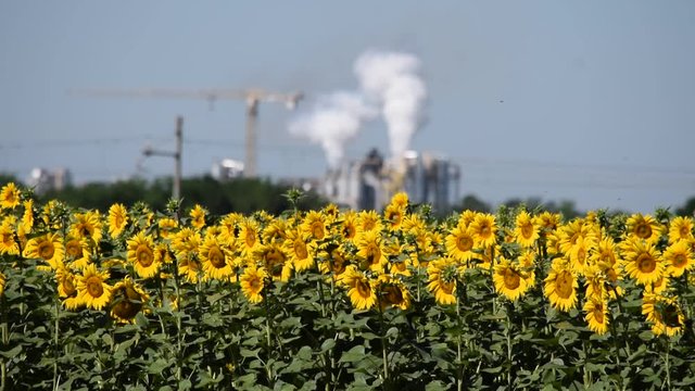 Kweekhuiseffek Effetto serra Efecto invernadero  Treibhauseffekt Greenhouse effect Effet de serre تأثير البيت الزجاجي 温室效应 V&auml;xthuseffekten Hiệu ứng nh&agrave; k&iacute;nh Парниковый эффект Efekt cieplarniany 