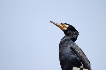 カワウ　カツオドリ目ウ科ウ属