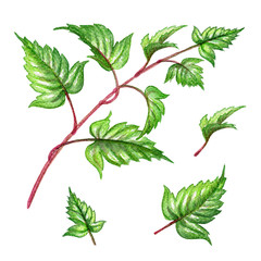 watercolor illustration, green ivy leaves collection, foliage, floral design elements isolated on white background