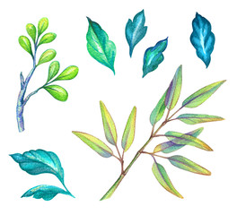 watercolor illustration, green leaves collection, foliage, floral design elements isolated on white background