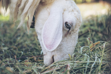 Closeup image of sheep eating grasses in a field and sheep farm