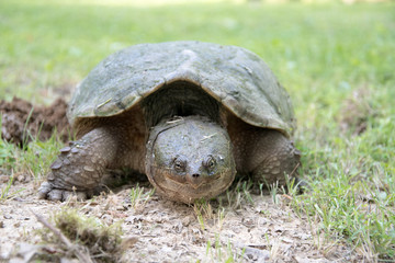 Common snapping turtle laying eggs