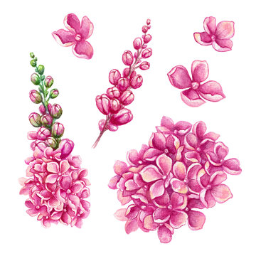 watercolor illustration, assorted pink flower collection, floral design elements isolated on white background