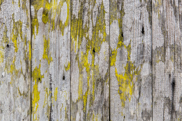 Obraz premium old wood texture,grunge and rough wood surface background