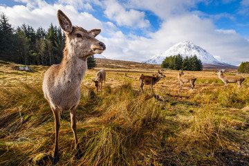 Scottish deer on meadow