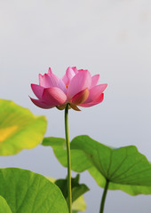 Blooming lotus