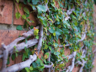 Leafy hedge growing on brick wall