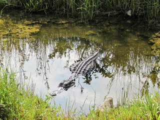 Alligator in pond in Florida Everglades lurking as predator