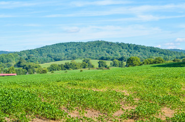 Fototapeta na wymiar Farm landscape in rural virginia during summer with hills and meadows