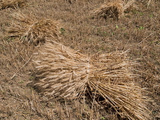 Old fashioned wheat sheaves, Italy 2017. Sunny day.