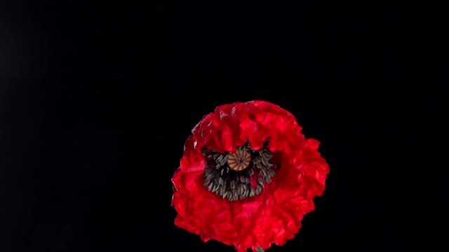 Red poppy flower blooming in time-lapse  on a black background.  Time lapse. High speed camera shot. Full HD 1080p. Timelapse