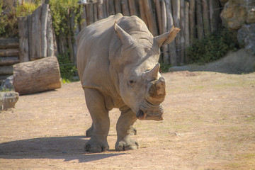 Fototapeta premium rhinocéros
