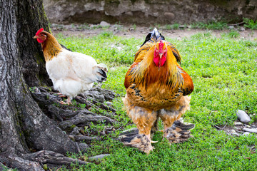 Chicken and rooster