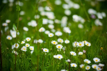 Cercles muraux Marguerites Field of daisies