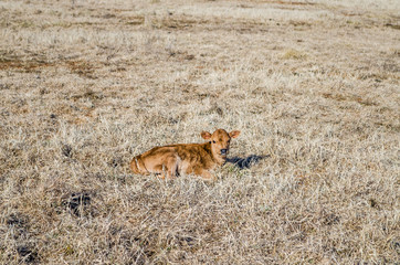 One brown cow calf lying down in hay dried grass on field meadow in winter
