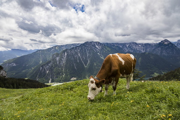 Fototapeta na wymiar Kühe auf einer Alm oberhalb des Achensee in Tirol, Österreich