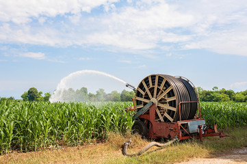 Water sprinkler installation in a field of corn.