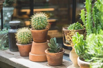 Crédence de cuisine en verre imprimé Cactus cactus on pottery decoration,green plant gardening for hipster,desert tree growth,selective focus