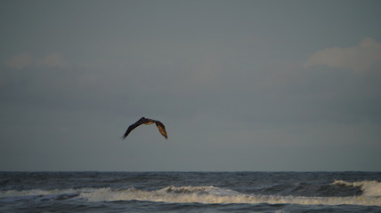 Pelican Flying Over Ocean