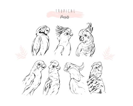 Hand drawn vector graphic line illustration collection set of tropical exotic paradise birds parrots isolated on white background,Coloring book,wedding,birthday,save the date.Unusual design elements.