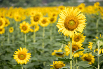 Beautiful yellow sunflower in the farm background