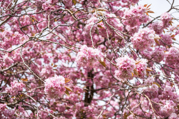 Beautiful pink Cherry Blossom or Sakura in spring time