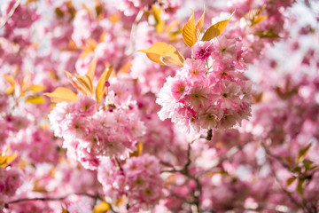 Beautiful pink Cherry Blossom or Sakura in spring time