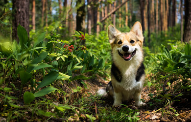 Dog breed Welsh corgi pembroke for a walk in the beautiful forest.