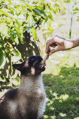 women hand give the cat a sausage