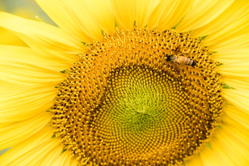 Closed up of sunflower plant with bee background