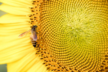 Closed up of sunflower plant with bee background