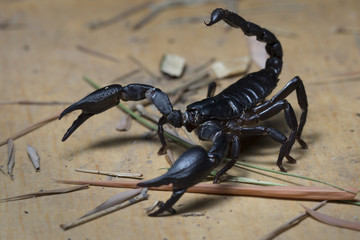 Scorpion in Thailand and Southeast Asia.
